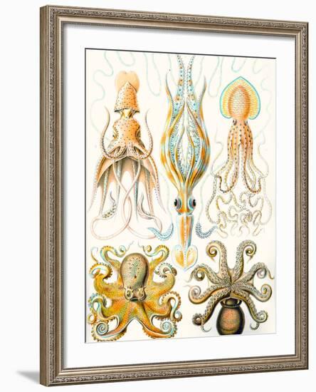 Examples of Various Cephalopods 'Kunstformen Der Natur', 1899-Ernst Haeckel-Framed Giclee Print