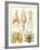 Examples of Various Cephalopods 'Kunstformen Der Natur', 1899-Ernst Haeckel-Framed Giclee Print