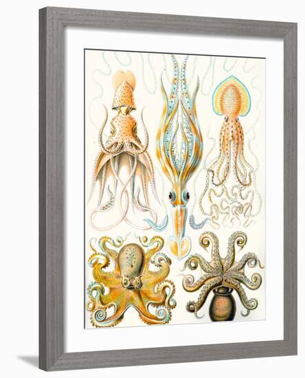 Examples of Various Cephalopods 'Kunstformen Der Natur', 1899-Ernst Haeckel-Framed Giclee Print