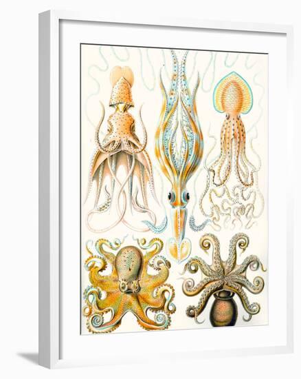 Examples of Various Cephalopods 'Kunstformen Der Natur', 1899-Ernst Haeckel-Framed Giclee Print