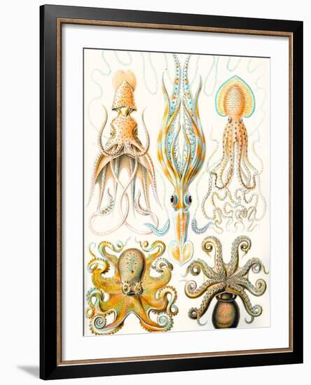 Examples of Various Cephalopods 'Kunstformen Der Natur', 1899-Ernst Haeckel-Framed Giclee Print