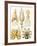 Examples of Various Cephalopods 'Kunstformen Der Natur', 1899-Ernst Haeckel-Framed Giclee Print