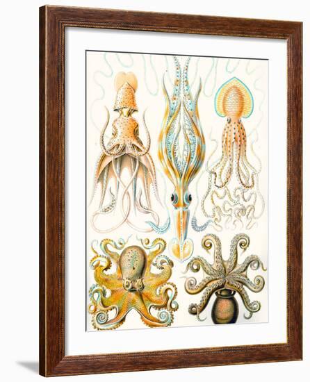 Examples of Various Cephalopods 'Kunstformen Der Natur', 1899-Ernst Haeckel-Framed Giclee Print