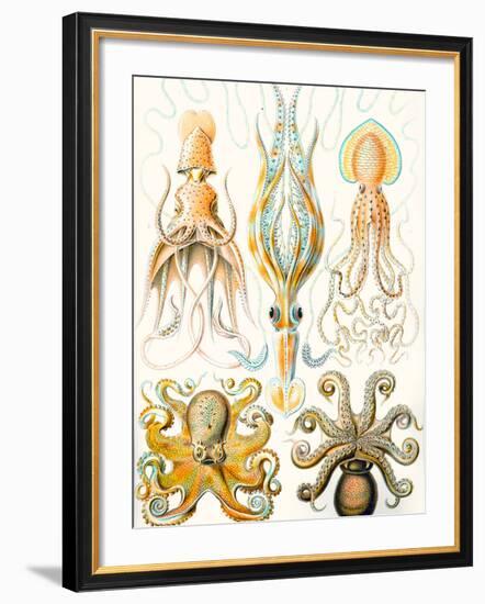 Examples of Various Cephalopods 'Kunstformen Der Natur', 1899-Ernst Haeckel-Framed Giclee Print