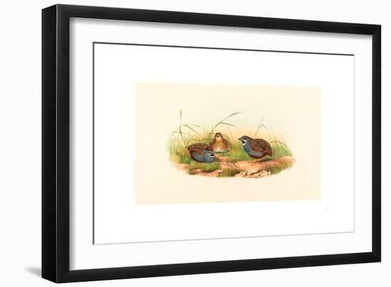 Excalftoria Minima (Blue-Breasted Quail), Colored Lithograph-Richter & Gould-Framed Giclee Print