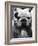 Excellent Close Up of English Bulldog at Morris and Essex Dog Show-Alfred Eisenstaedt-Framed Photographic Print