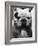 Excellent Close Up of English Bulldog at Morris and Essex Dog Show-Alfred Eisenstaedt-Framed Photographic Print