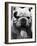 Excellent Close Up of English Bulldog at Morris and Essex Dog Show-Alfred Eisenstaedt-Framed Photographic Print