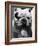 Excellent Close Up of English Bulldog at Morris and Essex Dog Show-Alfred Eisenstaedt-Framed Photographic Print