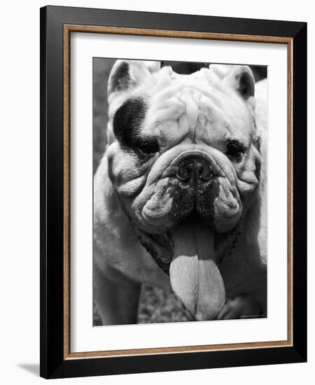 Excellent Close Up of English Bulldog at Morris and Essex Dog Show-Alfred Eisenstaedt-Framed Photographic Print