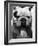 Excellent Close Up of English Bulldog at Morris and Essex Dog Show-Alfred Eisenstaedt-Framed Photographic Print