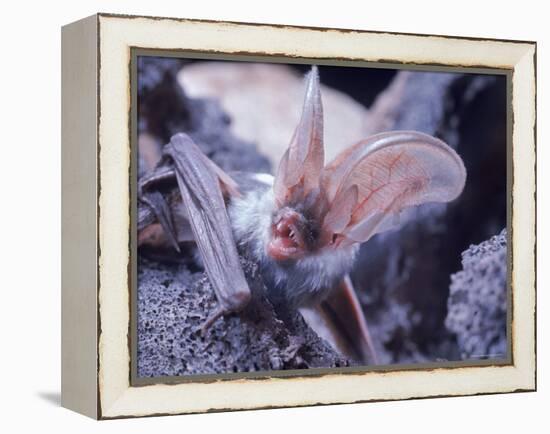 Excellent Close Up of the Spotted Bat-Nina Leen-Framed Premier Image Canvas