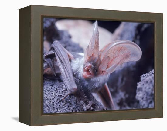 Excellent Close Up of the Spotted Bat-Nina Leen-Framed Premier Image Canvas