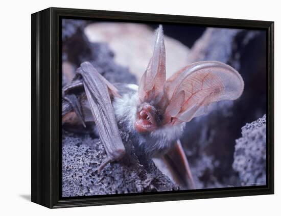 Excellent Close Up of the Spotted Bat-Nina Leen-Framed Premier Image Canvas