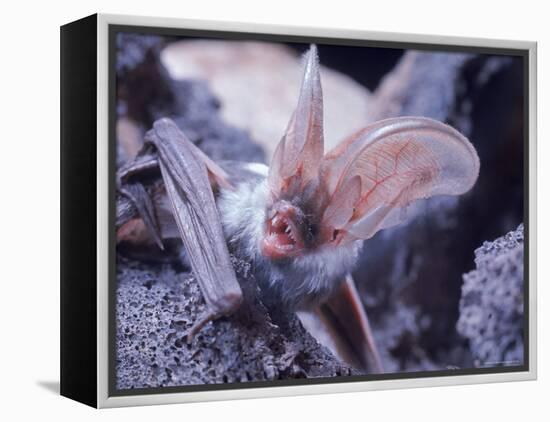 Excellent Close Up of the Spotted Bat-Nina Leen-Framed Premier Image Canvas