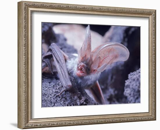 Excellent Close Up of the Spotted Bat-Nina Leen-Framed Photographic Print