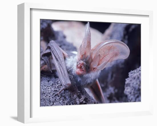 Excellent Close Up of the Spotted Bat-Nina Leen-Framed Photographic Print