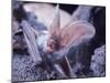 Excellent Close Up of the Spotted Bat-Nina Leen-Mounted Photographic Print