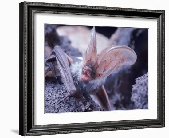 Excellent Close Up of the Spotted Bat-Nina Leen-Framed Photographic Print