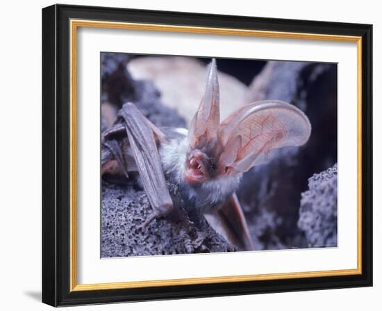 Excellent Close Up of the Spotted Bat-Nina Leen-Framed Photographic Print