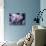 Excellent Close Up of the Spotted Bat-Nina Leen-Photographic Print displayed on a wall