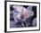 Excellent Close Up of the Spotted Bat-Nina Leen-Framed Photographic Print