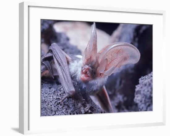 Excellent Close Up of the Spotted Bat-Nina Leen-Framed Photographic Print