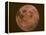 Excellent Closeup of a Full Moon-null-Framed Premier Image Canvas