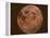 Excellent Closeup of a Full Moon-null-Framed Premier Image Canvas