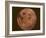 Excellent Closeup of a Full Moon-null-Framed Photographic Print