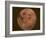 Excellent Closeup of a Full Moon-null-Framed Photographic Print