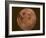 Excellent Closeup of a Full Moon-null-Framed Photographic Print