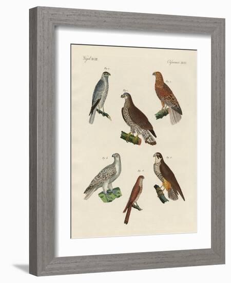 Excellent Hawks of Germany-null-Framed Giclee Print