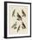 Excellent Hawks of Germany-null-Framed Giclee Print