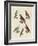 Excellent Hawks of Germany-null-Framed Giclee Print