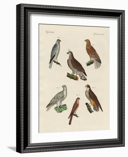 Excellent Hawks of Germany-null-Framed Giclee Print