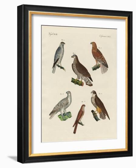 Excellent Hawks of Germany-null-Framed Giclee Print