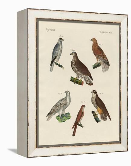 Excellent Hawks of Germany-null-Framed Premier Image Canvas