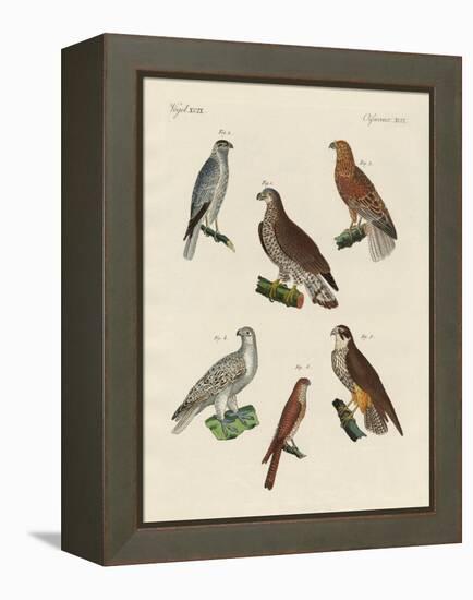 Excellent Hawks of Germany-null-Framed Premier Image Canvas