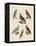 Excellent Hawks of Germany-null-Framed Premier Image Canvas