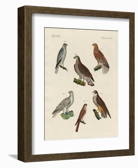 Excellent Hawks of Germany-null-Framed Giclee Print