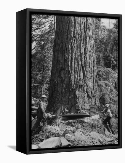 Excellent Set Showing Lumberjacks Working in the Forests, Sawing and Chopping Trees-J^ R^ Eyerman-Framed Premier Image Canvas