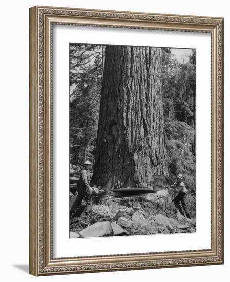 Excellent Set Showing Lumberjacks Working in the Forests, Sawing and Chopping Trees-J^ R^ Eyerman-Framed Photographic Print