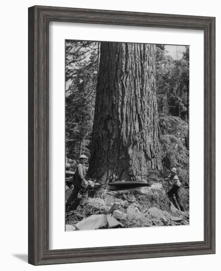 Excellent Set Showing Lumberjacks Working in the Forests, Sawing and Chopping Trees-J^ R^ Eyerman-Framed Photographic Print