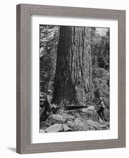 Excellent Set Showing Lumberjacks Working in the Forests, Sawing and Chopping Trees-J^ R^ Eyerman-Framed Photographic Print