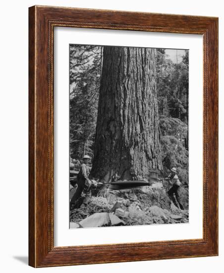 Excellent Set Showing Lumberjacks Working in the Forests, Sawing and Chopping Trees-J^ R^ Eyerman-Framed Photographic Print