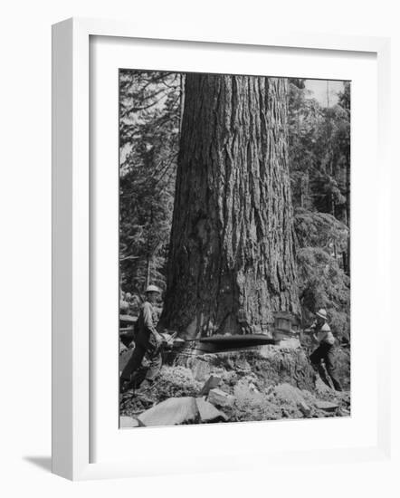 Excellent Set Showing Lumberjacks Working in the Forests, Sawing and Chopping Trees-J^ R^ Eyerman-Framed Photographic Print