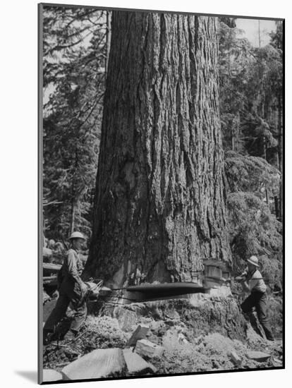 Excellent Set Showing Lumberjacks Working in the Forests, Sawing and Chopping Trees-J^ R^ Eyerman-Mounted Photographic Print