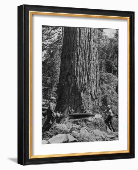 Excellent Set Showing Lumberjacks Working in the Forests, Sawing and Chopping Trees-J^ R^ Eyerman-Framed Photographic Print