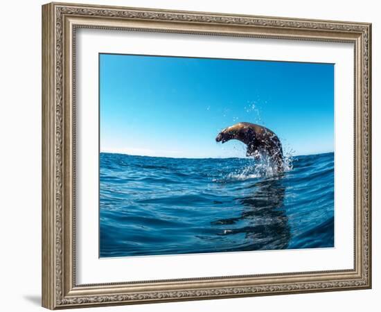 Excited California sea lion (Zalophus californianus), leaping from the water, Isla San Pedro Martir-Michael Nolan-Framed Photographic Print